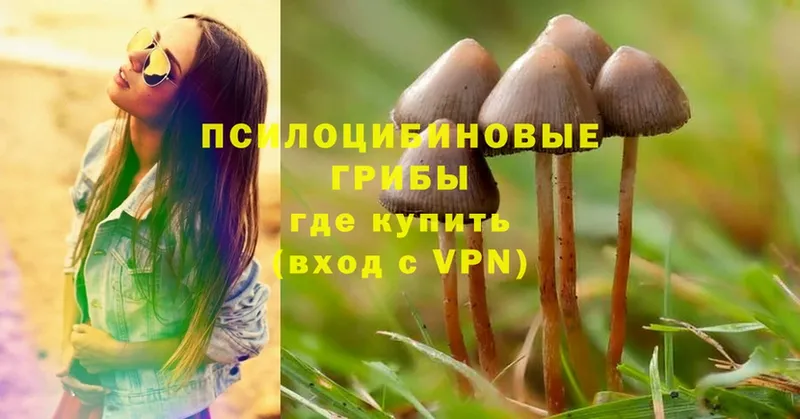 Псилоцибиновые грибы Psilocybe  продажа наркотиков  Юрьев-Польский 